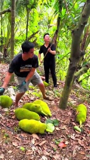 Farmers Cutting Fresh Jackfruit #satisfying #fruitcutting #foryou #nature