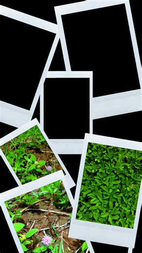 Random snaps #fyp #plants #randomsnap