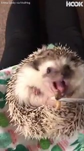 This hedgehog enjoying a snack is a mood 😂 | The Hook