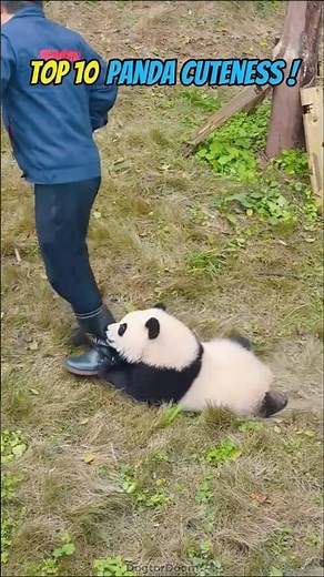 Top 10 Panda Cuteness – Funniest & Cutest Panda Moments