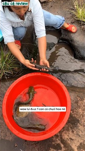 cô gái xinh đẹp dùng cậu tát cạn hố nước để bắt cá #fishing #bắtcá