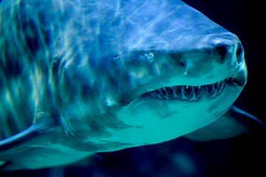 What to do if you see a shark while swimming: Experts