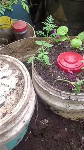 വാട്ടർ ടാങ്ക് മുറിച്ച് മൂടി വരുന്നഭാഗം മൂടിമാറ്റിഅടിയിലാക്കിമണ്ണ്നിറച്ച് CompostNGrowPotഉള്ളിൽവെച്ചു