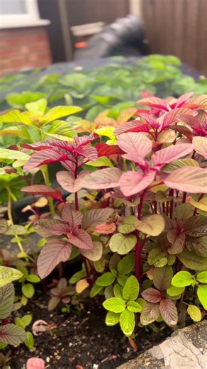 From Tiny Seeds to Fresh Red Cheera (Red Amaranth) 🌱❤️ | Easy Home Gardening | Red spinach #Shorts