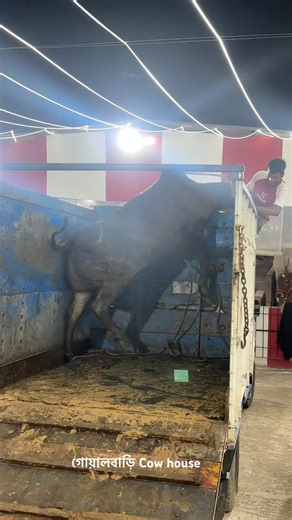 Unloading#to#Most#Dangerus☠️👿#cow#Ansari Ago#cattlefarm #2026#shortvideos #viral #animal#