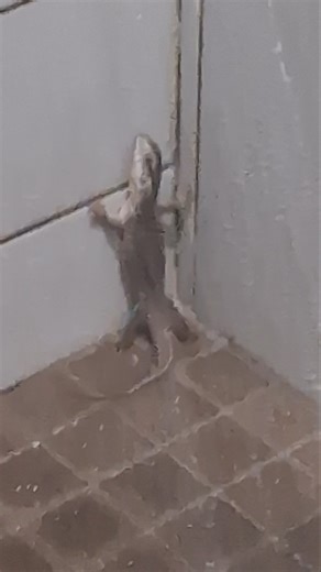 monitor Lizard gets its 1st truck stop shower at Loves!