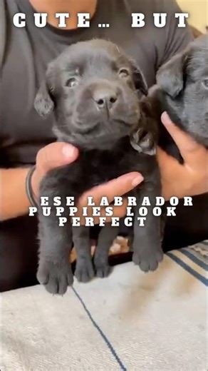 Labrador Puppies — Cute… But Here’s the Truth 😳🐶 #dogshorts