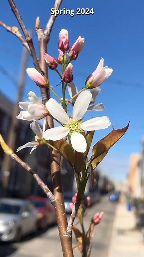 139K views · 7.3K reactions | We planted a new native street tree in...