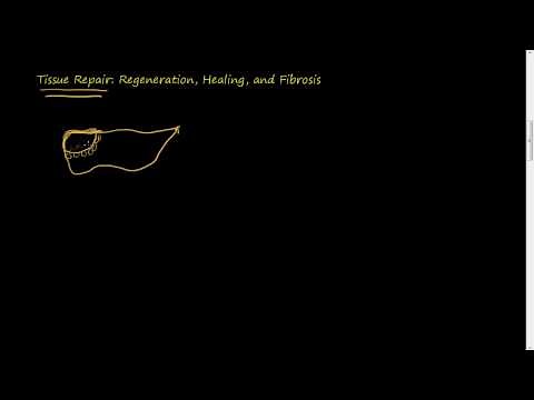 #31 -Tissue Repair- Regeneration, Healing, Fibrosis