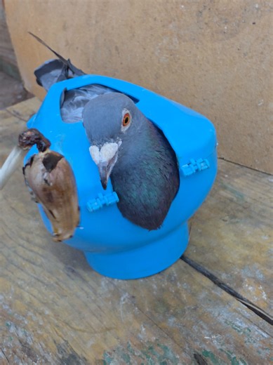 ‏Garlic for Pigeon Health: Uses & Benefits #pigeon #pigeons | pigeon