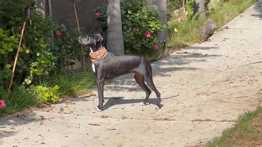 Gunner likes to chase Squirrels all day long in the back garden. | Steve Carpenter