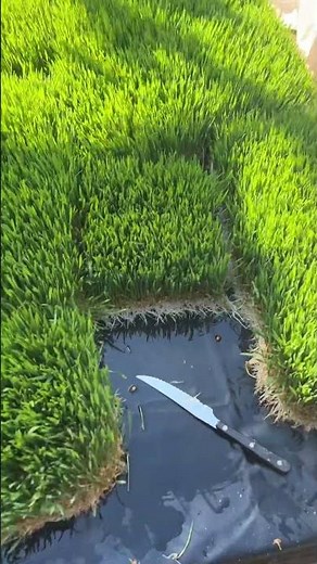 Semi automated Fodder Station #diy