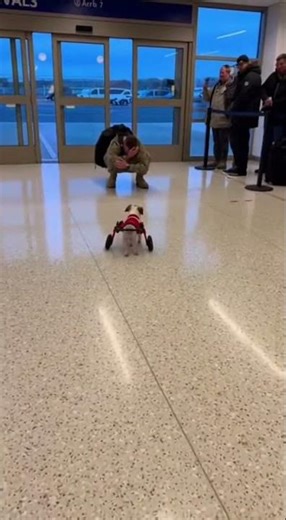 The old sick dog waited until the end for a loving family #dogs #pets #heartwarming