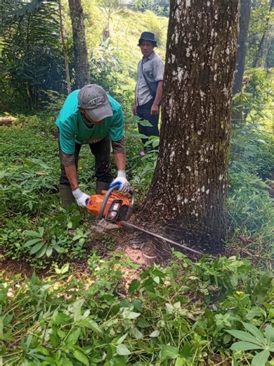 Review Mesin Gergaji Mini New West untuk Tebang Pohon