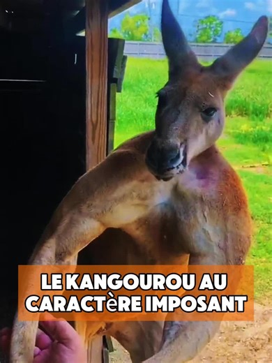 Abandoned Kangaroo: A Heartbreaking Tale