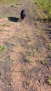 Team russia petlove zoo