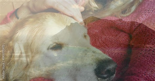 Dog resting head on lap, woman petting and holding head, creating calming pet care moment