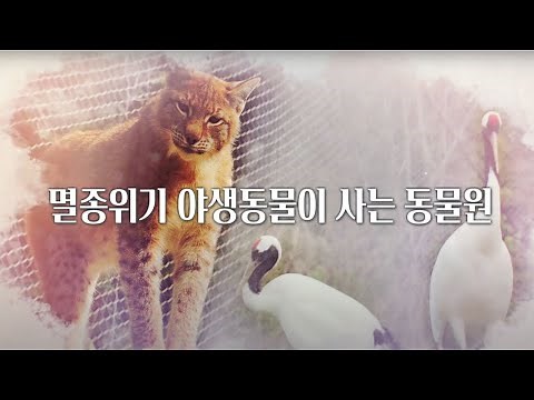청주동물원 환경부 서식지외보전기관 (feat.삵, 스라소니, 두루미, 반달가슴곰)