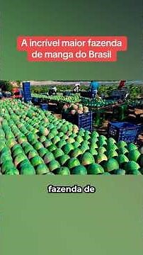 The incredible largest mango farm in Brazil