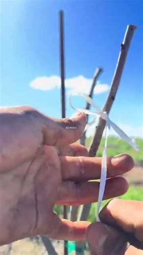 #pistachio #pistacho #pistachiochocolate #work #usa