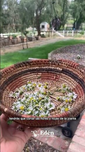 Como tener una planta de MANZANILLA en casa