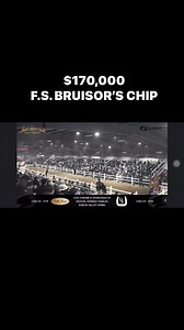 Mid-America Draft Horse Sale - $170,000, 4-year-old Percheron gelding | Percheron Horse Association of America