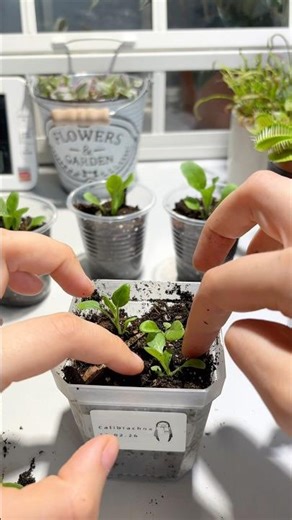 Separating Calibrachoa Seedlings | Tiny Plants, Big Future 🌱
