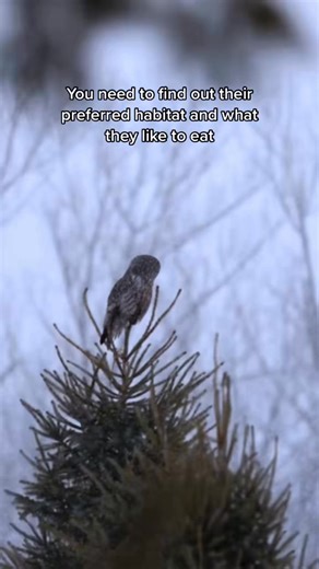 Want to find a Great Gray Owl? Don’t chase it. Learn it. Great Grays love quiet bogs, open meadows, forest edges, and rural wilderness. They hunt voles and small mammals, not handouts. The real magic isn’t location pins, it’s understanding their world. Save this, share it, and promise to observe respectfully, keep distance, and protect owl habitat #GreatGrayOwl #WildlifePhotography #NatureLovers #BirdWatching #HowToFindOwls | Thee Owl Queen