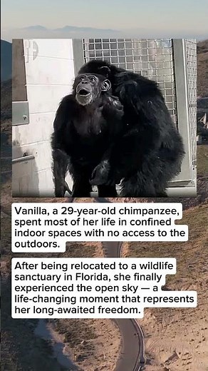 A Chimpanzee Sees the Sky for the First Time in 29 Years 🐒💙
