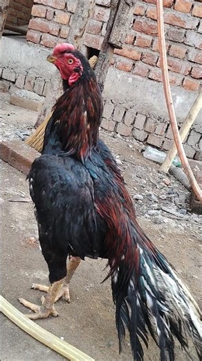 aseel fighter murga #Read and black #topquality #only #sel #priz #7000 #kedla 3 no mod #ichakdih