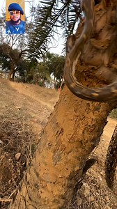 2.1K views | Big python #highlightseveryone #viralreelsシ #fypシ゚viralシfypシ゚ #animals #viralreelsfb #MeganFox #fypシ #margotrobbie #wildlife | Bigshow Comedies | Facebook