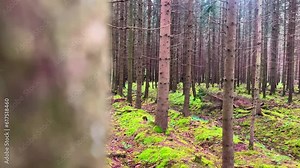 Soldier first person point of view hide behind tree wait prepare for attack or ambush in forest follow army group. Military trainings and army exercise in the woods