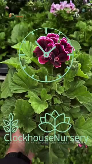 Clockhouse Nursery on TikTok