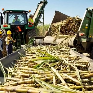 831K views · 10K reactions | Inside the Cane Sugar Factory - How Sugar Is Made Step-by-Step (Full Process) ‍ | ab style official | Facebook