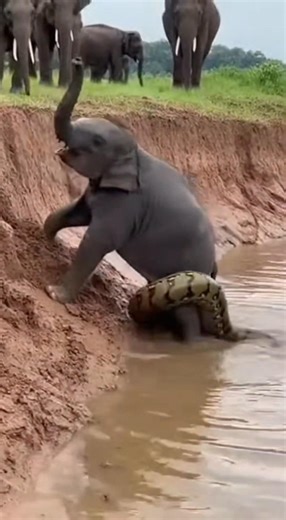 A large python came and wrapped itself around the elephant's leg near the riverbank.