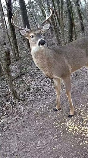 A full daylight look at this massive buck up close