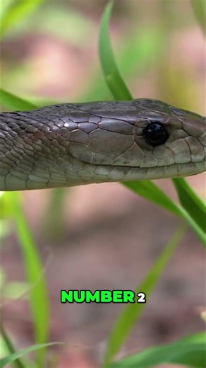 Cone Snail vs Black Mamba: Deadly Venom Showdown! #shorts