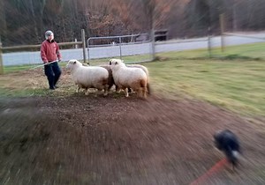 The Natural Instincts of Border Collies - Living with Gotlands
