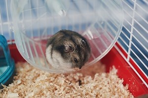 What Is The Life Expectancy of Hamsters? (Average Age Table)