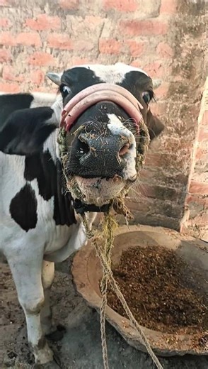 daily mini vlog editing tutorial | trending mini vlog editing #minivlog #explorepage #trendingshorts