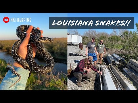 Flipping Trash for Snakes in Louisiana! Speckled Kings, Cottonmouths, and More! Spring Herping 2021