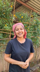 Mini Vlog 114 #kokan #farm #riceharvest #ricefield #swanandisardesai | Swanandi Sardesai