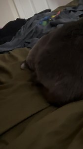 14 reactions | You guys!!!! Look at my big plumpy chonky! She makes a little noise every time I pet her when she sleeps. Sound on! So cute 凉#thiscattoisfatto | Raven Hume | Facebook