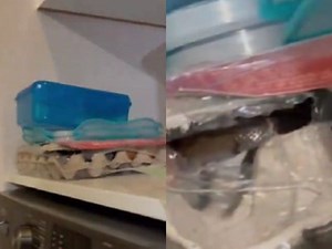 Cracking under pressure: Snake found in egg tray