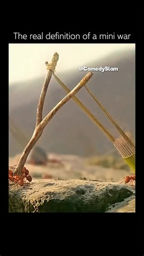 Memes on Instagram: "🎬 Fun fact: “Minuscule (2006)” The successful French animated series is completely nonverbal, meaning there is no spoken human dialogue whatsoever. This was a deliberate creative choice by the creators to make the show universally accessible, relying solely on natural sound effects, body language, and a score of classical music to convey the complex emotions, conflicts, and humor of the small animated insects."