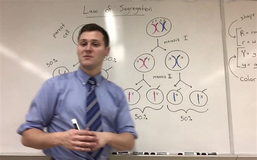 【孟德尔遗传定律和原理】Mendel's Laws & Principles