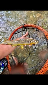 Drifting a woolly bugger for a nice wild brown trout!! #swvirginiaoutdoorsman #fishing #fisherman #fishinglife #fishingtrip #fishingdaily #fishingaddict #fishingislife #fishingtime #fishingvideos #troutfishing #trout #troutunlimited #troutstream #flyfishingnation #flyfishinglife #flyfishing #flyfishingadventures #flyfishingaddict #riverfishing #creekfishing #fishingdaily #fishing🎣 #outdoors #eurofishing #wildrainbowtrout #wildtroutstream #browntroutfishing #catchandrelease #catchandreleaseonly 
