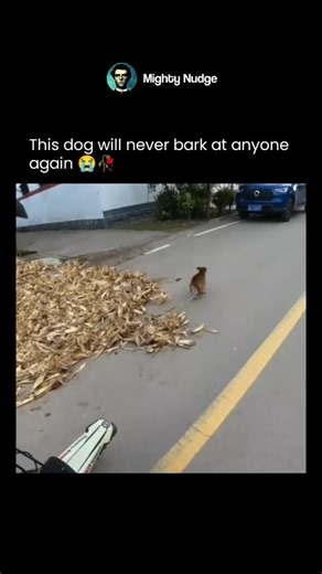 MIGHTY on Instagram: "Dogs often bark at cycles or motorcycles because they see them as moving intruders or threats. The sound of the engine, the speed, and the spinning wheels can easily excite or startle them. Many dogs are territorial by nature, so when a bike passes through what they consider their area, they bark loudly or even chase after it to protect their space. It’s their instinctive way of saying, “Stay away from my territory!” However, the scene becomes funny when the cyclist or moto