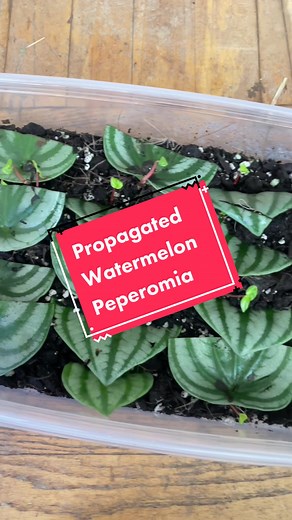 Let’s Propagate Watermelon Peperomia!