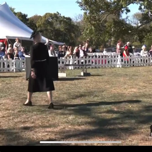 34K views · 1.1K reactions | Beautiful Great Dane in dog show #greatdane | 7Dogs | Facebook